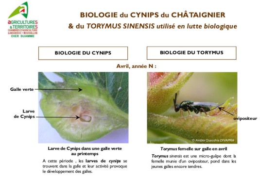 2012-04-biologie-cynips-avril